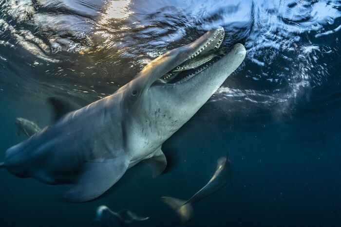 94 Stunning Images From The 2026 Ocean Photographer Of The Year Awards