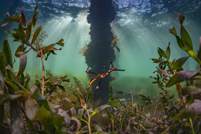 94 Stunning Images From The 2026 Ocean Photographer Of The Year Awards