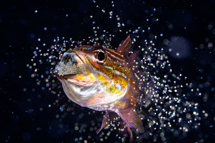 94 Stunning Images From The 2026 Ocean Photographer Of The Year Awards