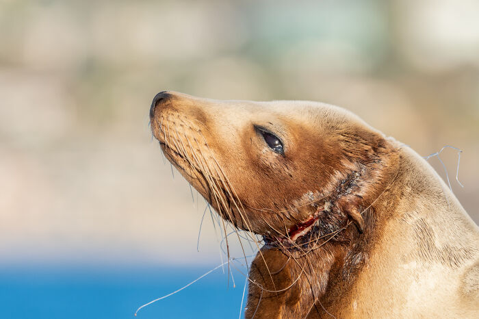 94 Stunning Images From The 2026 Ocean Photographer Of The Year Awards