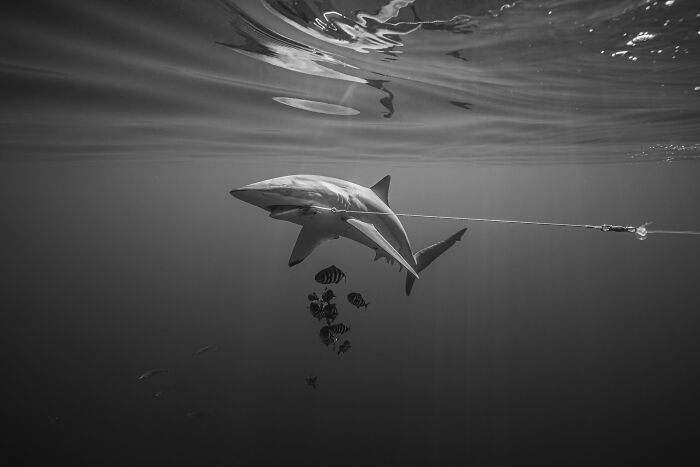 94 Stunning Images From The 2026 Ocean Photographer Of The Year Awards