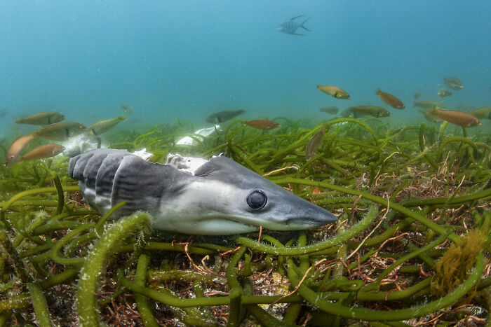 94 Stunning Images From The 2026 Ocean Photographer Of The Year Awards