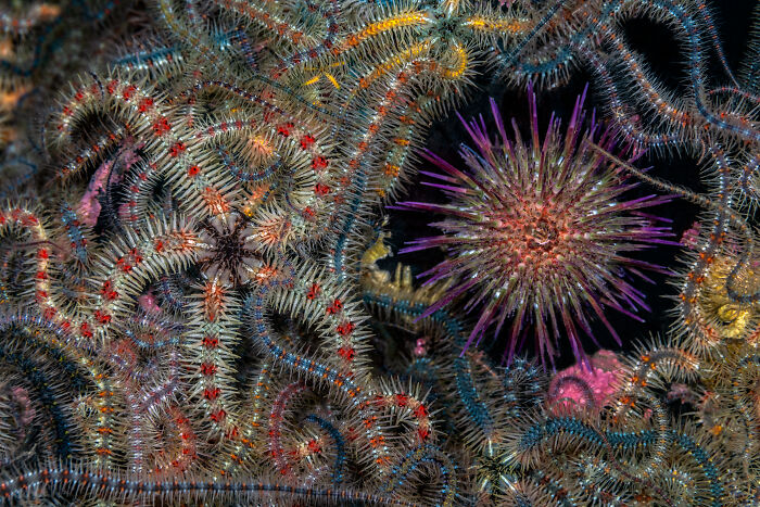 94 Stunning Images From The 2026 Ocean Photographer Of The Year Awards