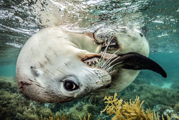 94 Stunning Images From The 2026 Ocean Photographer Of The Year Awards