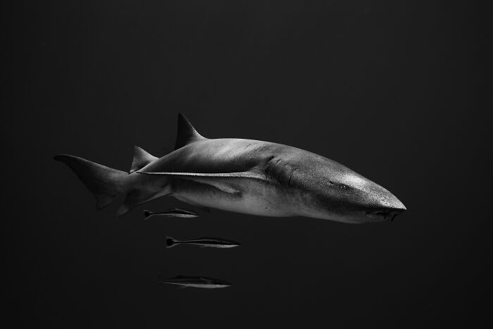 94 Stunning Images From The 2026 Ocean Photographer Of The Year Awards