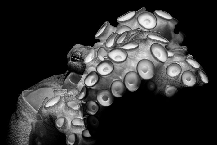 94 Stunning Images From The 2026 Ocean Photographer Of The Year Awards
