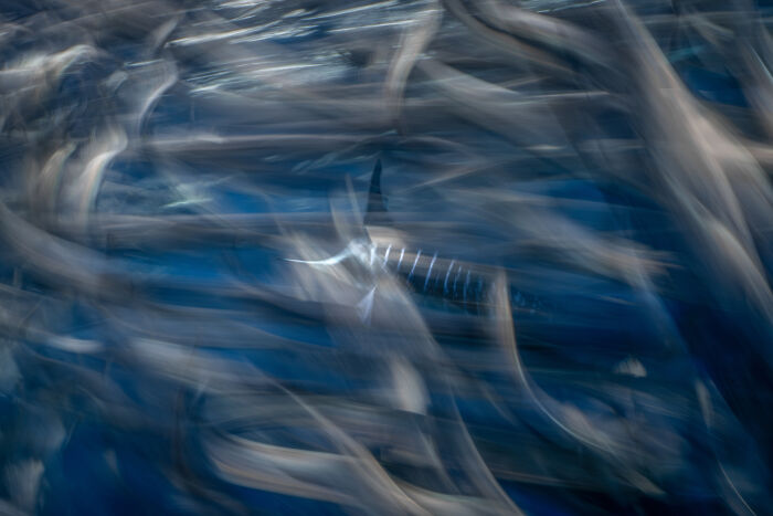 94 Stunning Images From The 2026 Ocean Photographer Of The Year Awards