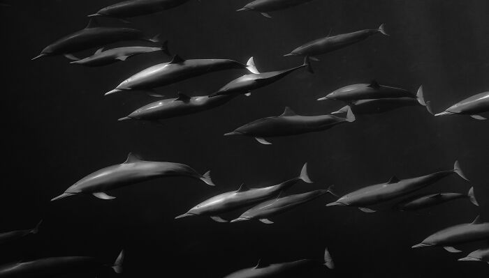 94 Stunning Images From The 2026 Ocean Photographer Of The Year Awards