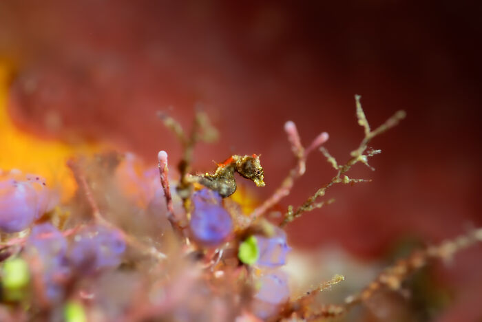94 Stunning Images From The 2026 Ocean Photographer Of The Year Awards