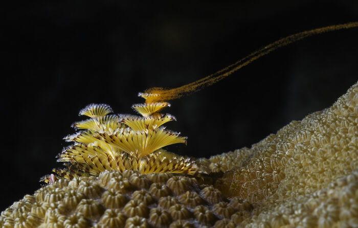 94 Stunning Images From The 2026 Ocean Photographer Of The Year Awards