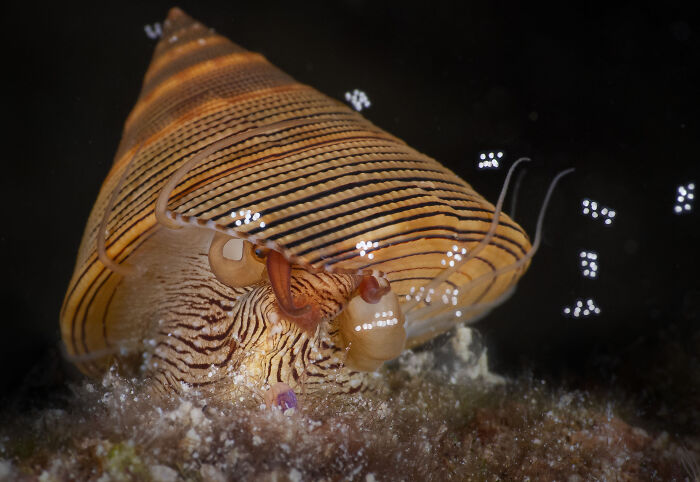 94 Stunning Images From The 2026 Ocean Photographer Of The Year Awards