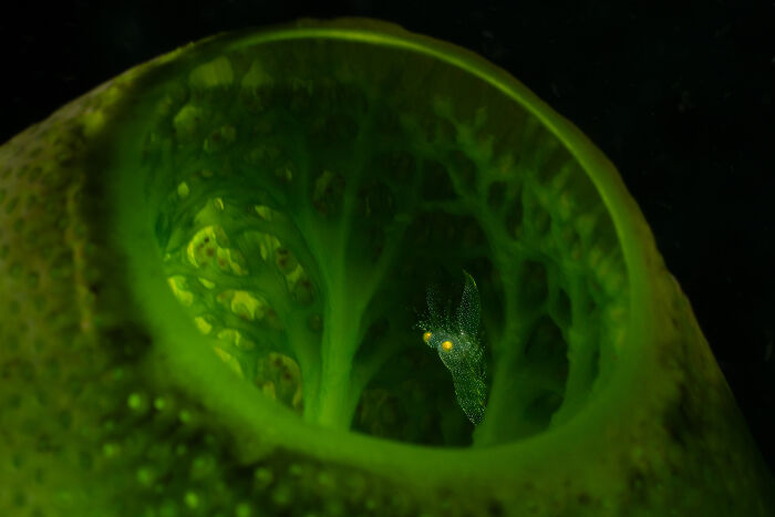 94 Stunning Images From The 2026 Ocean Photographer Of The Year Awards