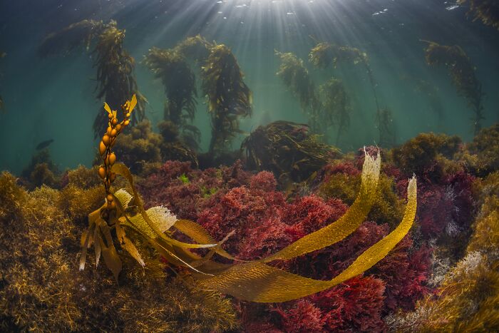 94 Stunning Images From The 2026 Ocean Photographer Of The Year Awards
