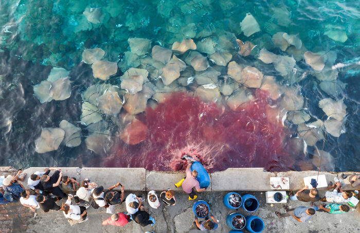 94 Stunning Images From The 2026 Ocean Photographer Of The Year Awards