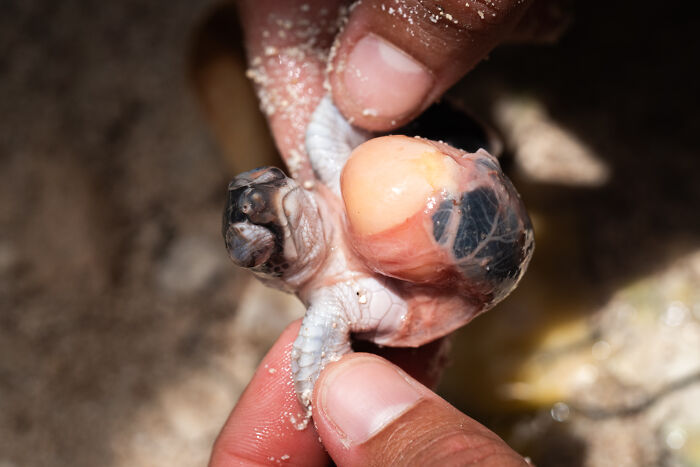 94 Stunning Images From The 2026 Ocean Photographer Of The Year Awards