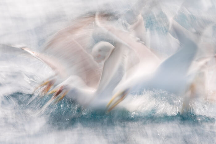 94 Stunning Images From The 2026 Ocean Photographer Of The Year Awards