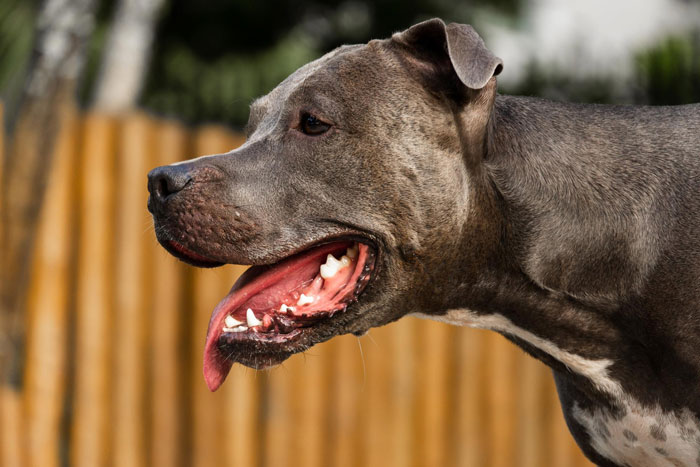 Neighbors Ignore Woman&rsquo;s Warnings About Their Dogs, Learn She&rsquo;s Not So Sweet After They Attack Her Cat