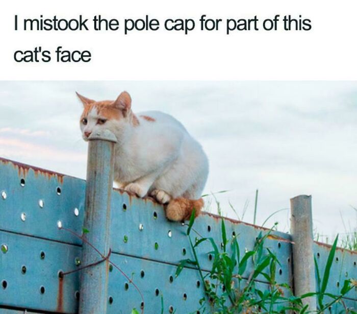 118 Unhinged Images That Made People Go “Hmmm”