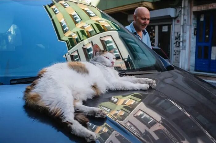 26 Times Animals Stole The Show In Jeffrey De Keyser&rsquo;s Street Photography