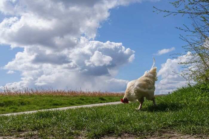 26 Times Animals Stole The Show In Jeffrey De Keyser&rsquo;s Street Photography
