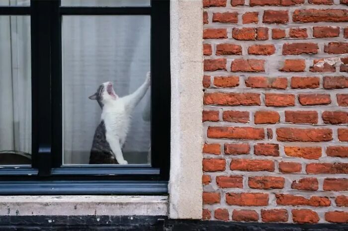 26 Times Animals Stole The Show In Jeffrey De Keyser&rsquo;s Street Photography