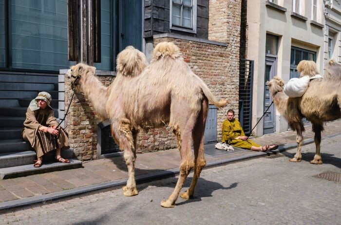 26 Times Animals Stole The Show In Jeffrey De Keyser&rsquo;s Street Photography