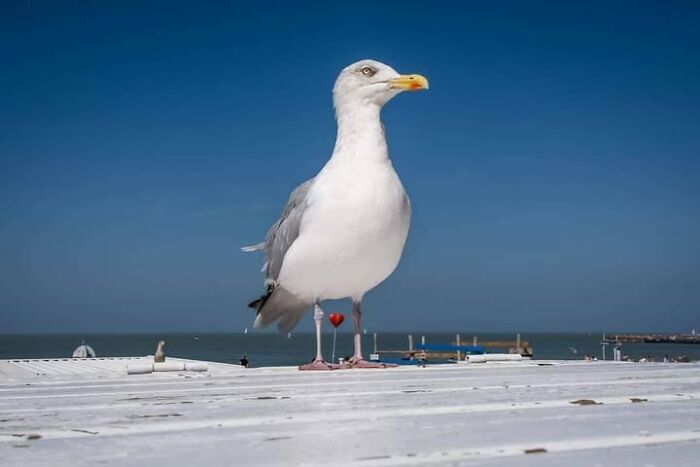 26 Times Animals Stole The Show In Jeffrey De Keyser&rsquo;s Street Photography