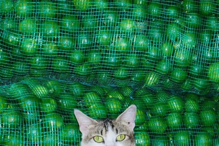 26 Times Animals Stole The Show In Jeffrey De Keyser&rsquo;s Street Photography