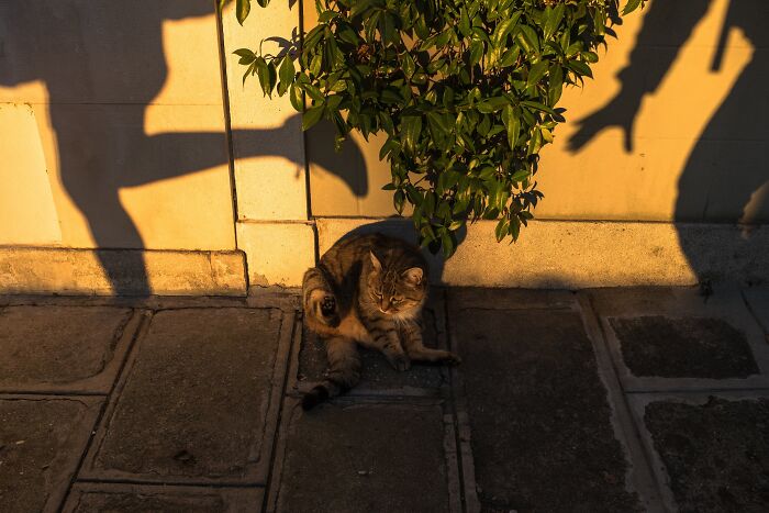 26 Times Animals Stole The Show In Jeffrey De Keyser&rsquo;s Street Photography