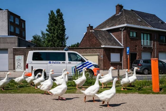 26 Times Animals Stole The Show In Jeffrey De Keyser&rsquo;s Street Photography