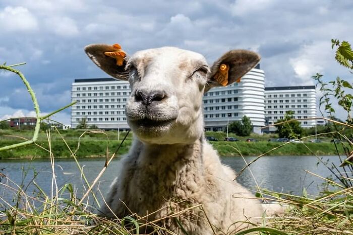 26 Times Animals Stole The Show In Jeffrey De Keyser&rsquo;s Street Photography