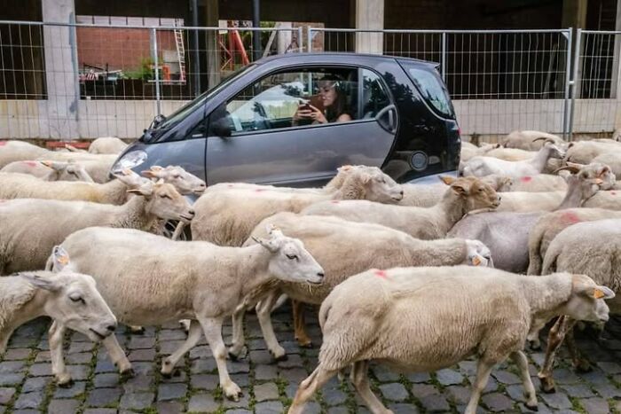 26 Times Animals Stole The Show In Jeffrey De Keyser&rsquo;s Street Photography