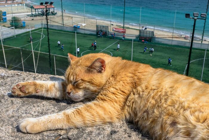 26 Times Animals Stole The Show In Jeffrey De Keyser&rsquo;s Street Photography