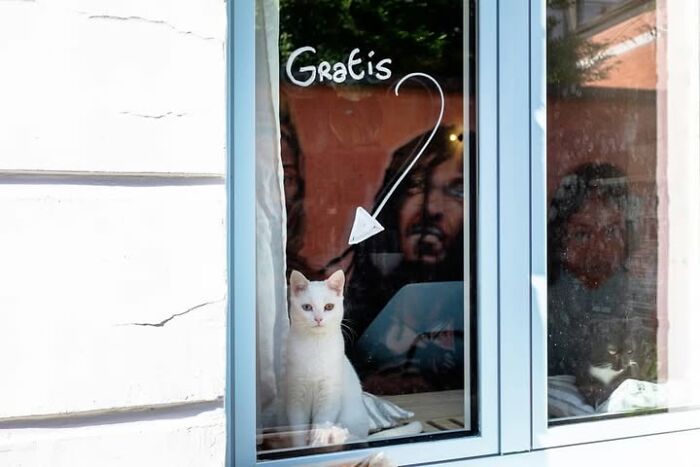 26 Times Animals Stole The Show In Jeffrey De Keyser&rsquo;s Street Photography