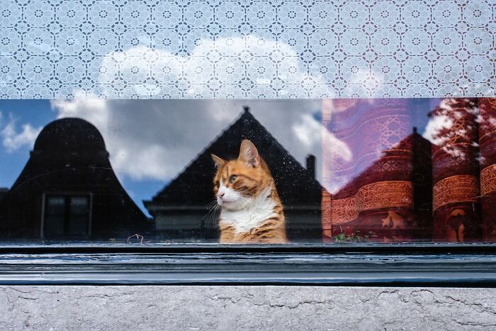 26 Times Animals Stole The Show In Jeffrey De Keyser&rsquo;s Street Photography
