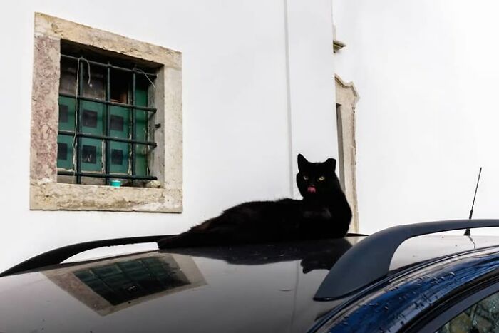 26 Times Animals Stole The Show In Jeffrey De Keyser&rsquo;s Street Photography