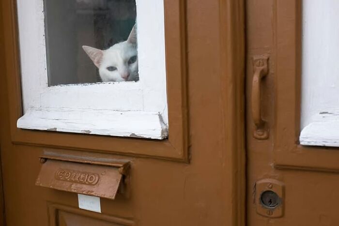 26 Times Animals Stole The Show In Jeffrey De Keyser&rsquo;s Street Photography