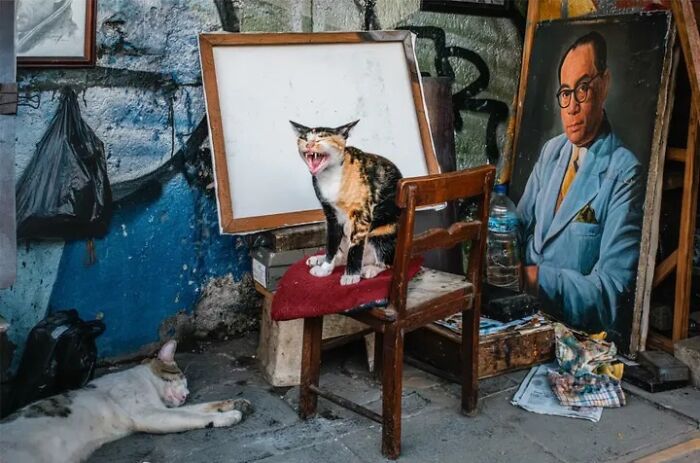 26 Times Animals Stole The Show In Jeffrey De Keyser&rsquo;s Street Photography