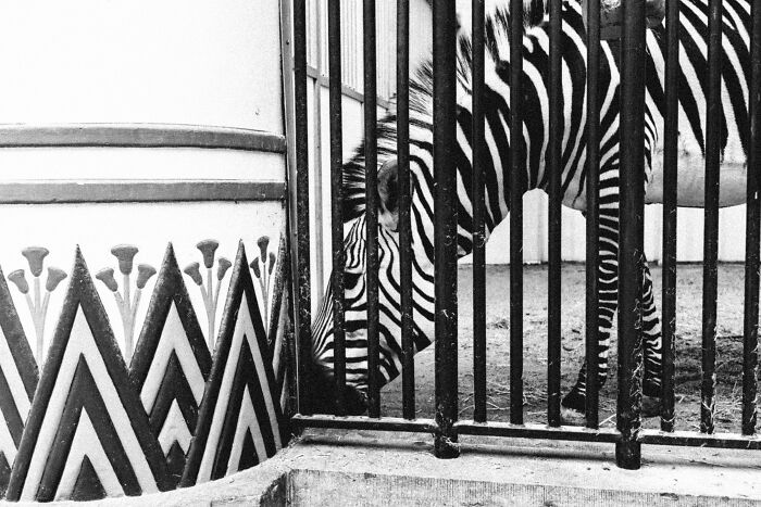 26 Times Animals Stole The Show In Jeffrey De Keyser&rsquo;s Street Photography