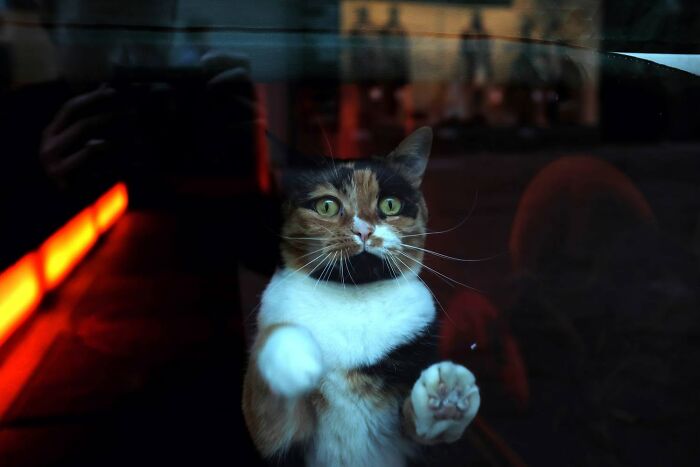 26 Times Animals Stole The Show In Jeffrey De Keyser&rsquo;s Street Photography