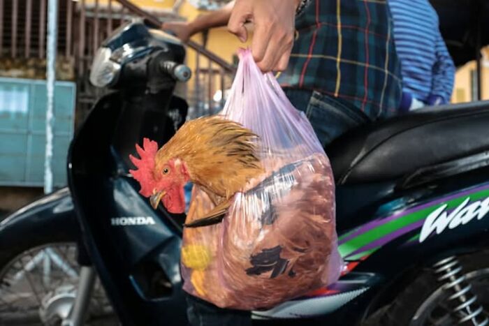 26 Times Animals Stole The Show In Jeffrey De Keyser&rsquo;s Street Photography