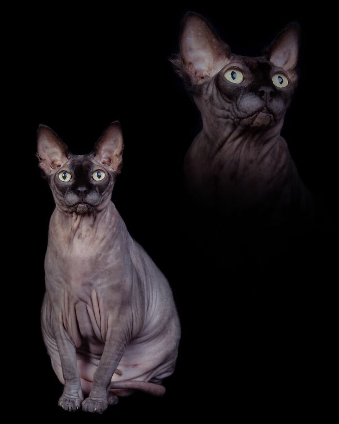 This Photographer Captured 49 Silly And Quirky Portraits Of Pets And Their Owners Once Again