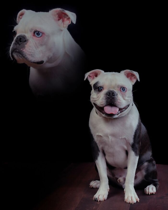 This Photographer Captured 49 Silly And Quirky Portraits Of Pets And Their Owners Once Again