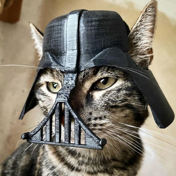 This Owner Brings His Cat Everywhere And They Go On All Kinds Of Crazy Adventures Together (33 New Pics)