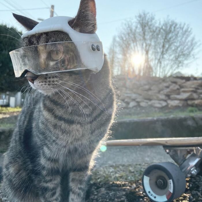 This Owner Brings His Cat Everywhere And They Go On All Kinds Of Crazy Adventures Together (33 New Pics)