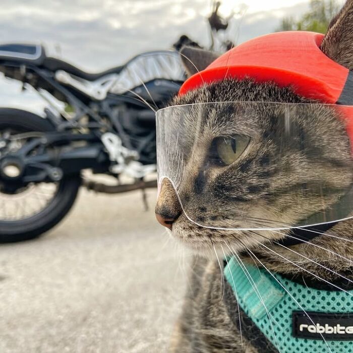 This Owner Brings His Cat Everywhere And They Go On All Kinds Of Crazy Adventures Together (33 New Pics)