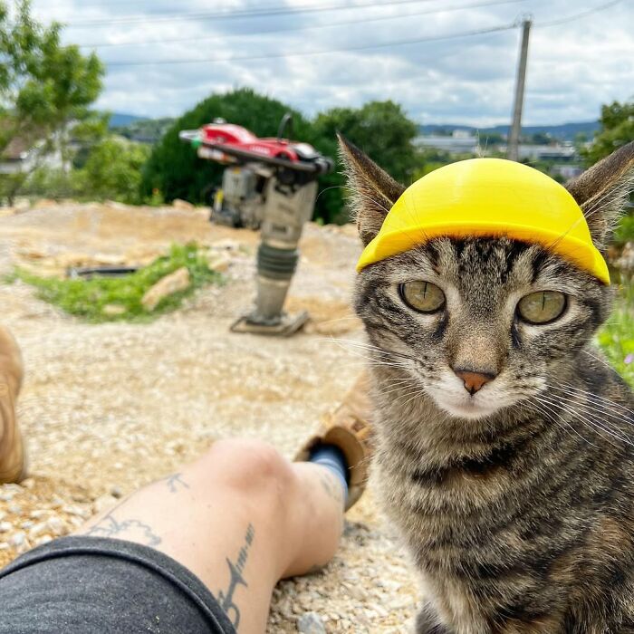 This Owner Brings His Cat Everywhere And They Go On All Kinds Of Crazy Adventures Together (33 New Pics)