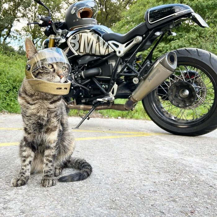 This Owner Brings His Cat Everywhere And They Go On All Kinds Of Crazy Adventures Together (33 New Pics)