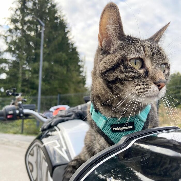 This Owner Brings His Cat Everywhere And They Go On All Kinds Of Crazy Adventures Together (33 New Pics)