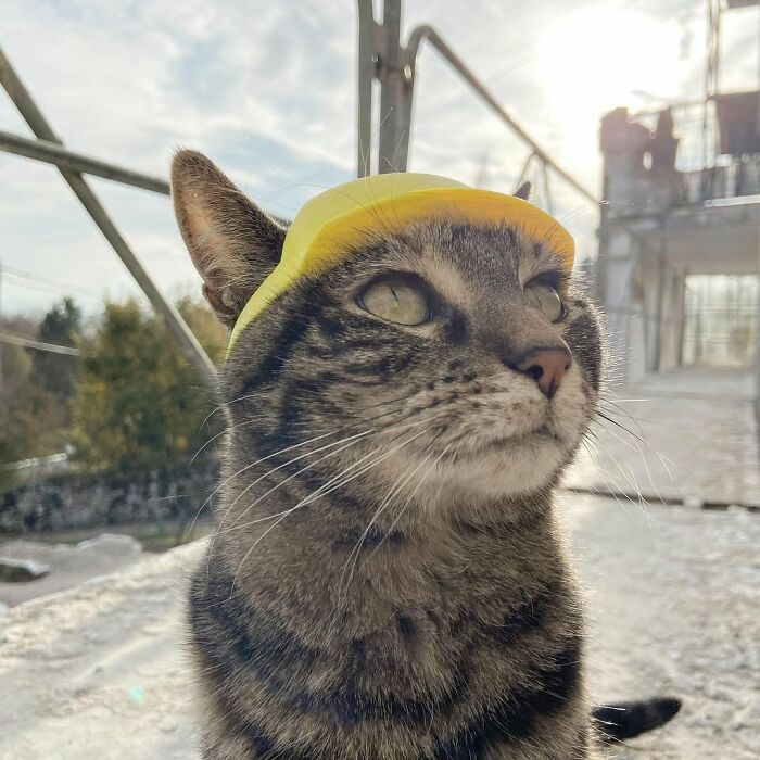 This Owner Brings His Cat Everywhere And They Go On All Kinds Of Crazy Adventures Together (33 New Pics)